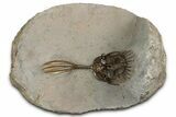 Trident Walliserops Trilobite - Exceptional Preparation #328576-2